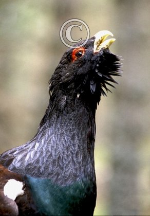 Capercaillie DM0472